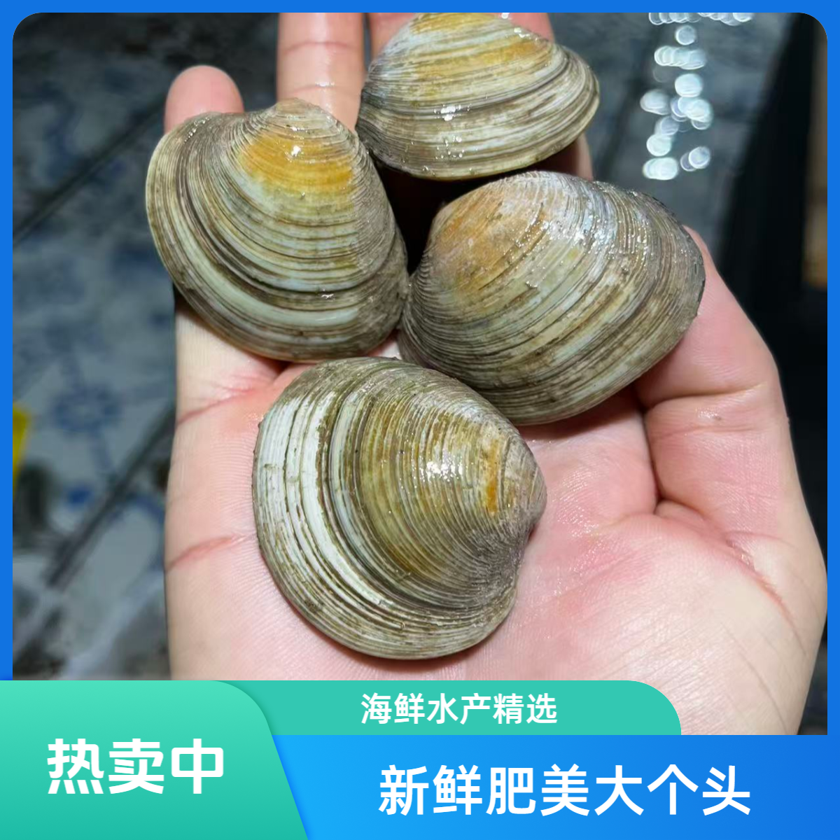 【鲜活发货】美贝鲜甜