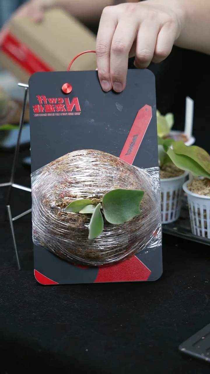 不开花植物龙妹侧芽