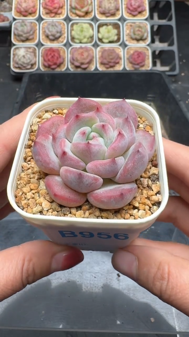 【闪购商品】956号珍妮多肉一物一拍3单包邮