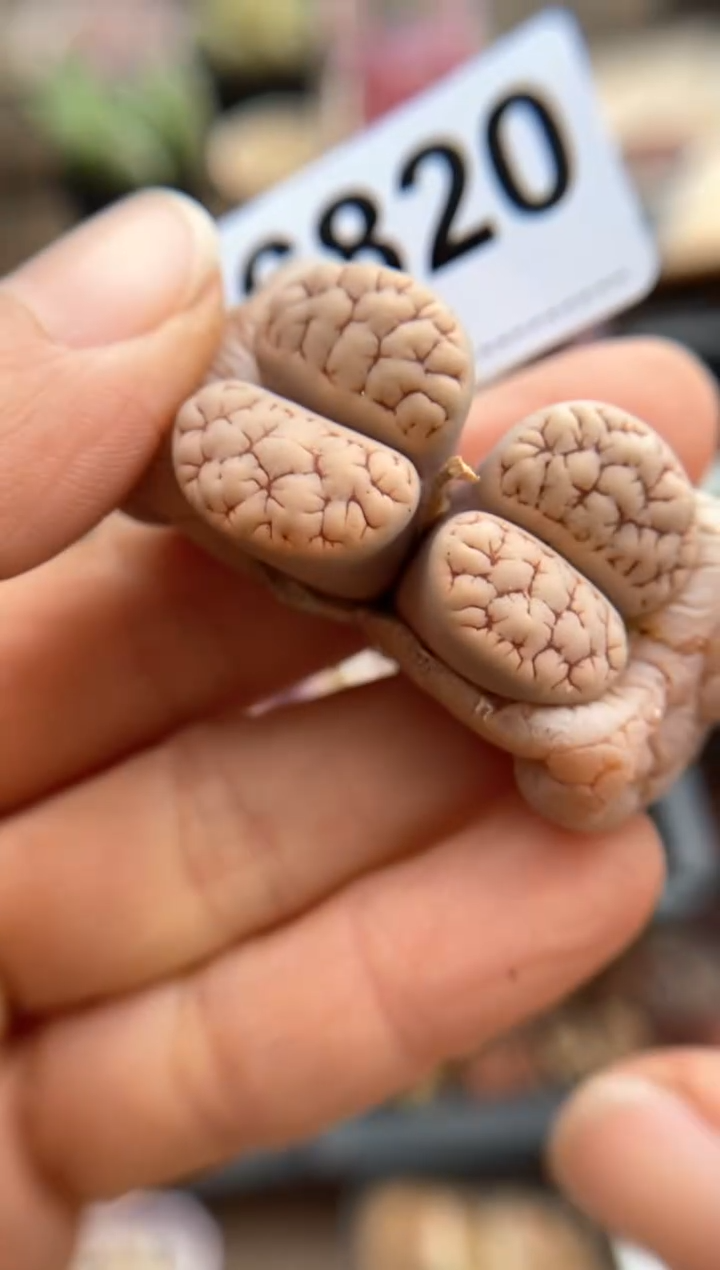 【闪购商品】6820直播一物一拍