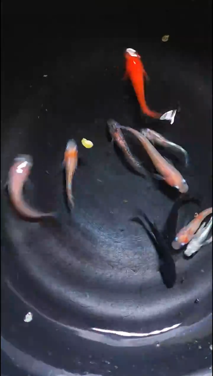 青鳉鱼观背青鳉014