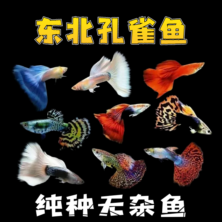 【精品孔雀鱼全家福】尺寸2-4cm小型热带淡水观赏鱼好繁殖 公母搭配