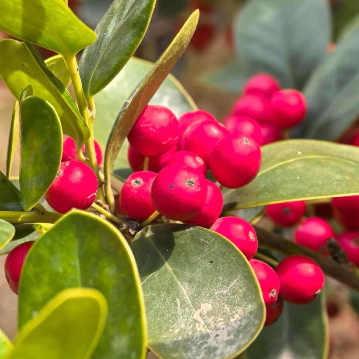 金玉满堂无刺构骨庭院树 四季常青 鸿运果可盆栽可地栽耐寒耐热