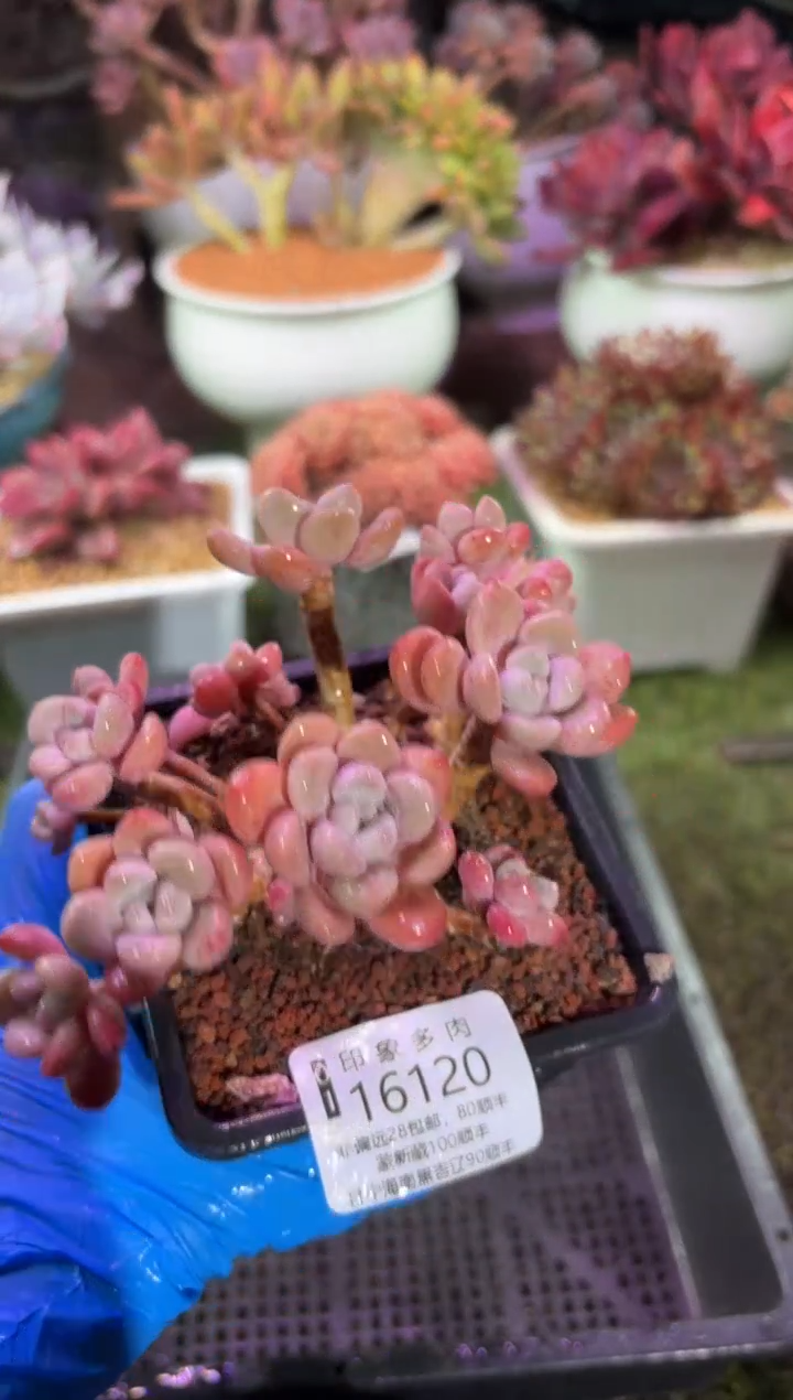 【闪购商品】16120