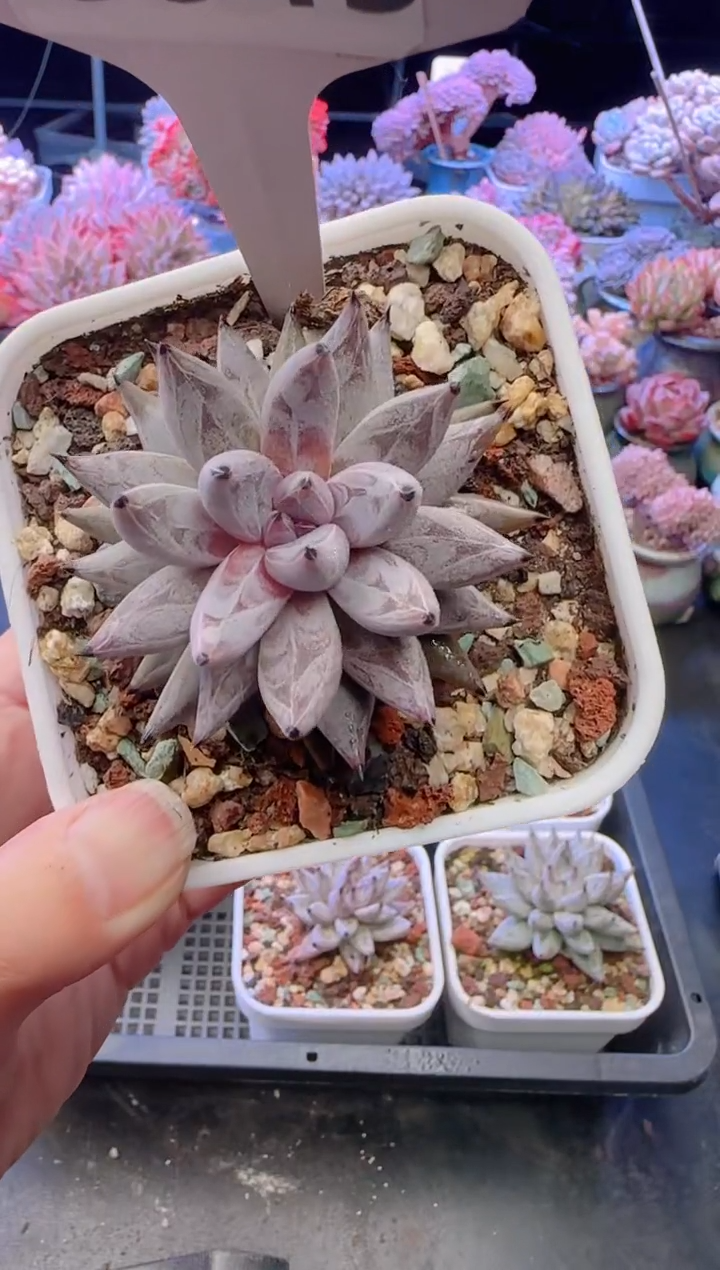 【闪购商品】3049.