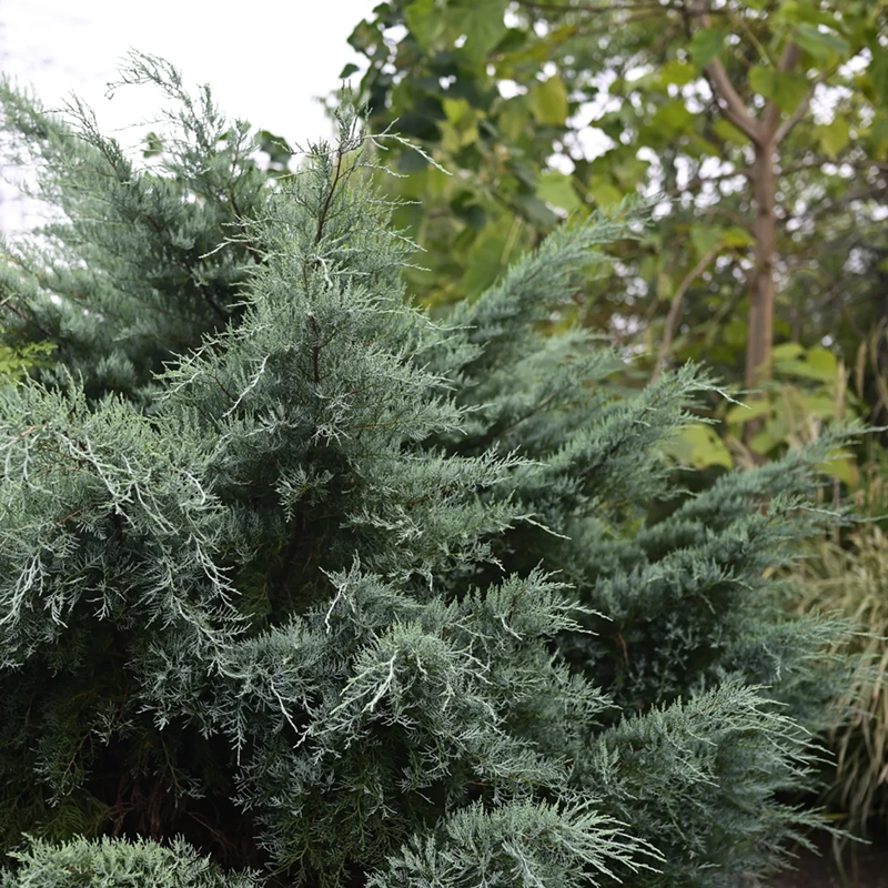 罗曼的花园灰色猫头鹰柏树苗圆叶蓝柏盆栽低维护冬季耐寒常绿花园