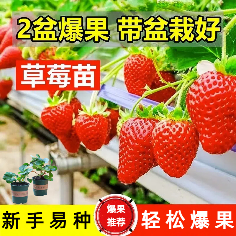 草莓苗【带盆带土】红颜奶油草莓苗盆栽带盆带土阳台种植新手草莓苗