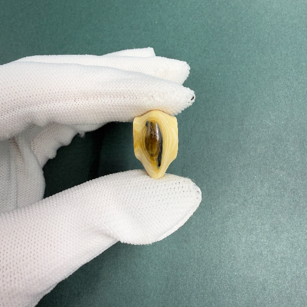H5490天然猛犸牙蓝眼鲨鱼背三通 支持鉴定假一罚四