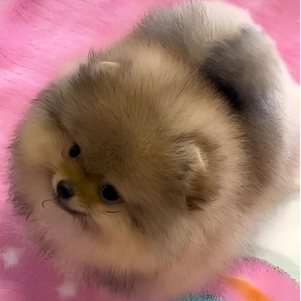 G黄色哈多利球体博美可爱甜美博美家庭伴侣