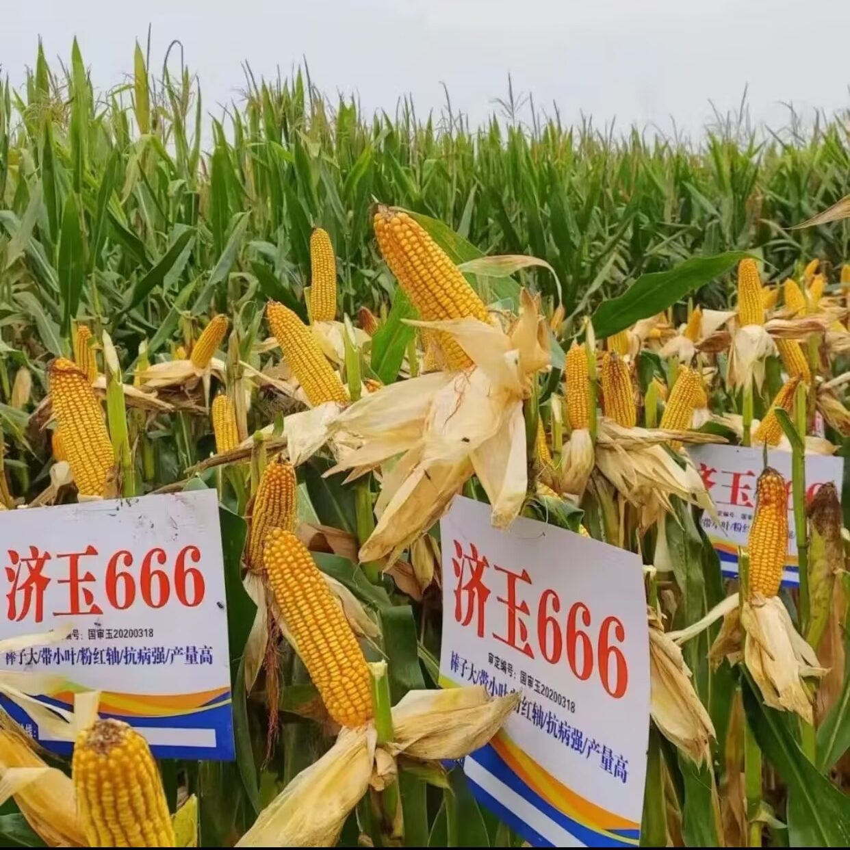济玉666高产玉米大棒4200粒 玉米增产组合叶面肥