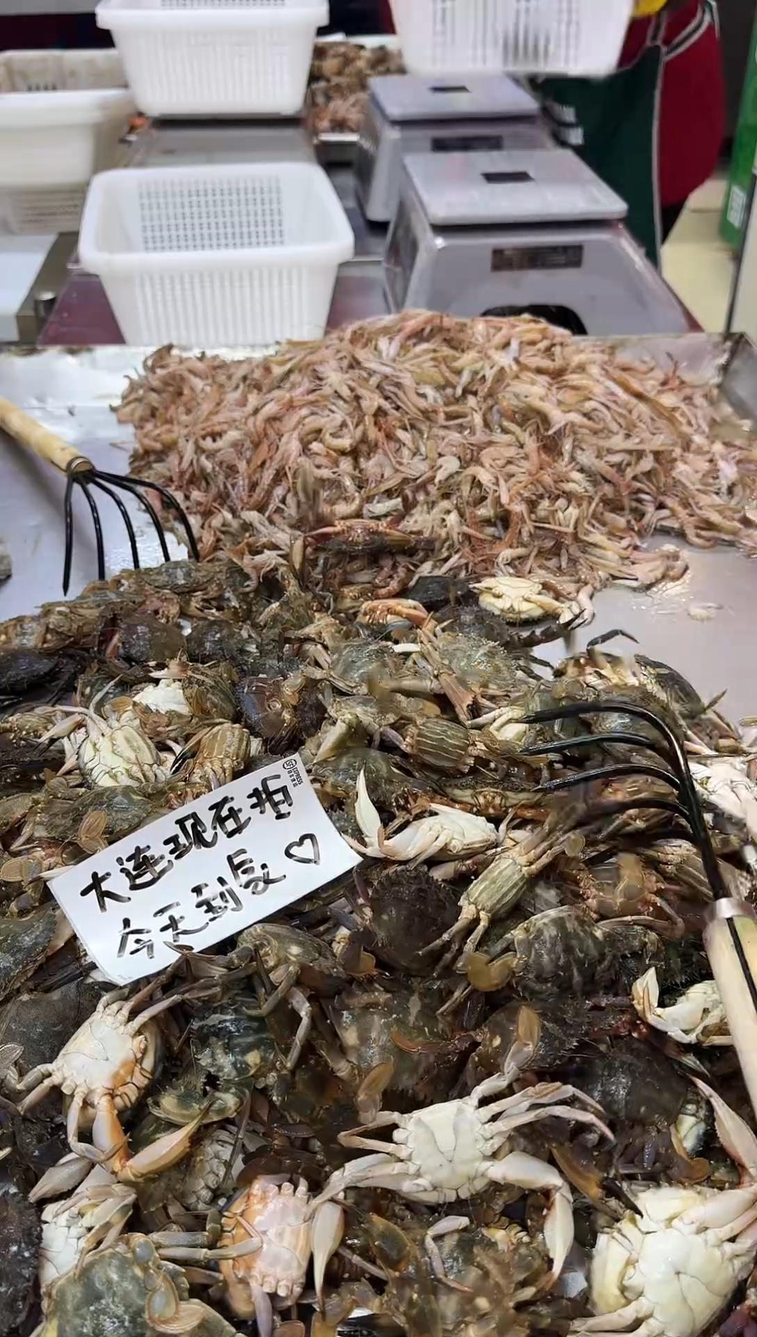 中国大陆大连本地断氧花盖5斤7-10只/斤