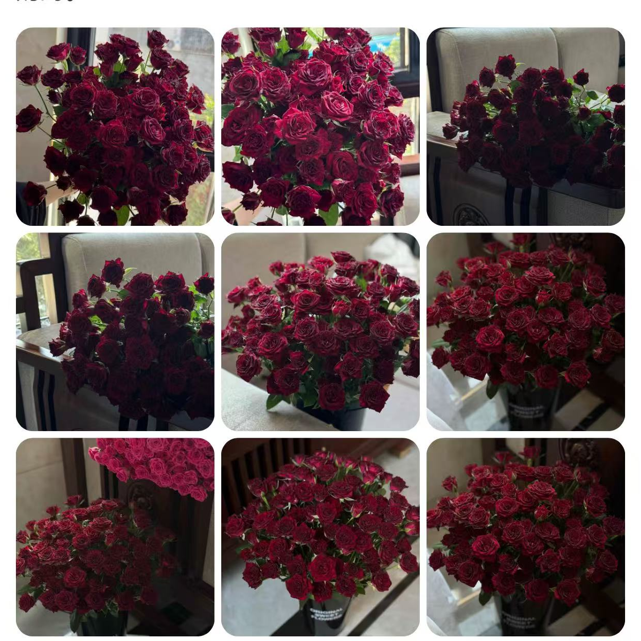 【陌上花开】万花筒-稀有多头玫瑰（注意带包装醒花哦~）
