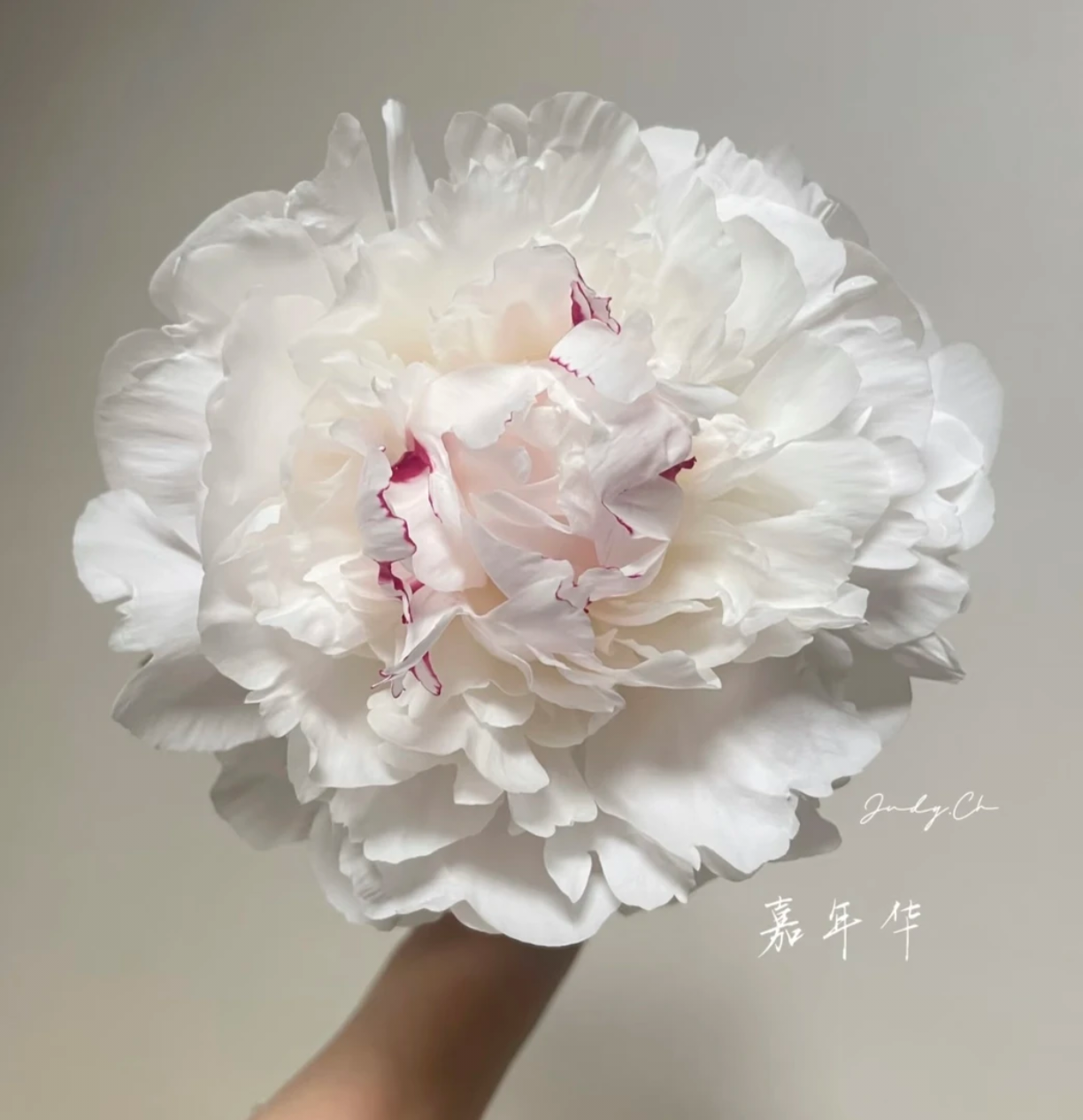 【嘉年华-云端花卉】白色进口种苗带芽发货阳台庭院盆栽地栽都可以