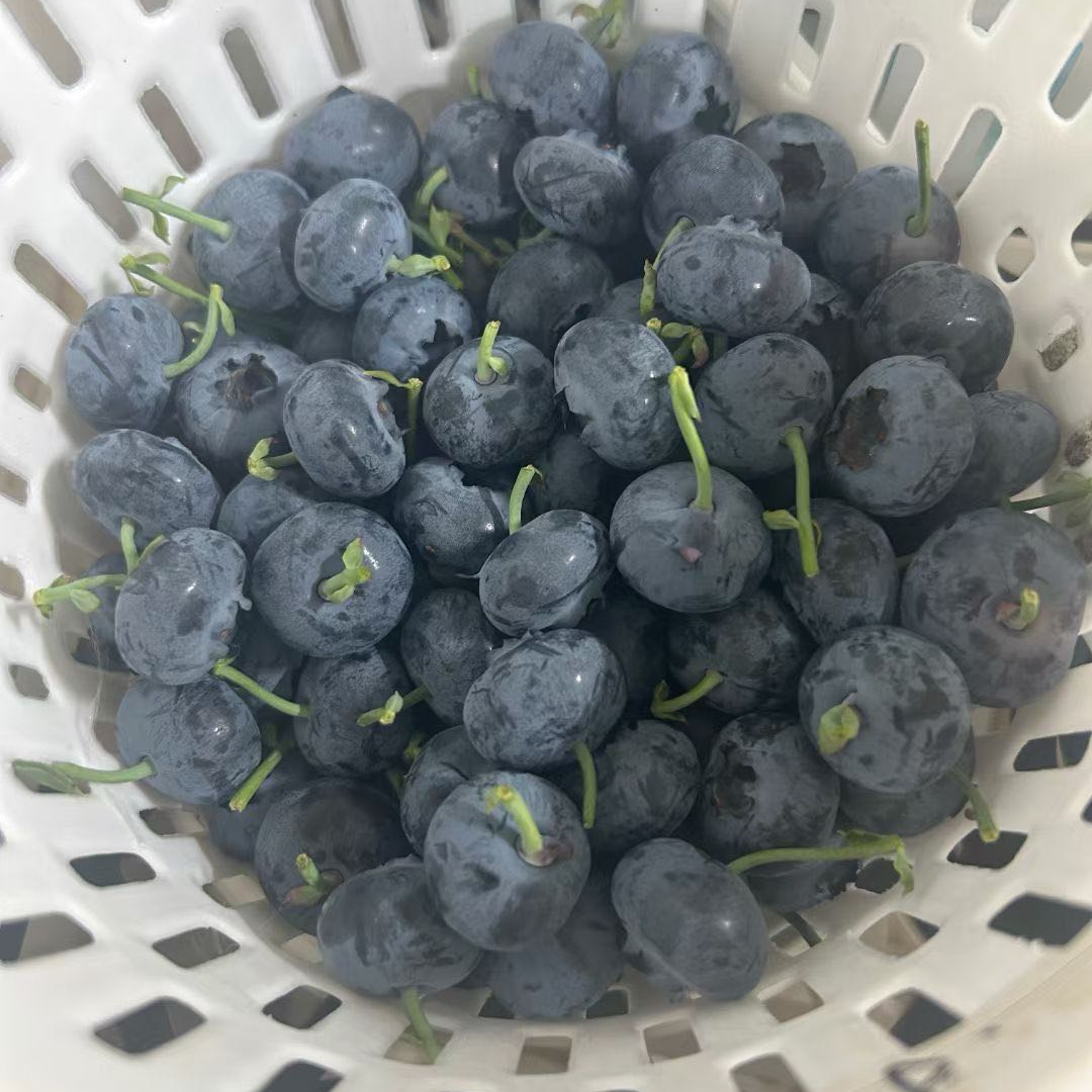 L11云南超大蓝莓（空运新疆）