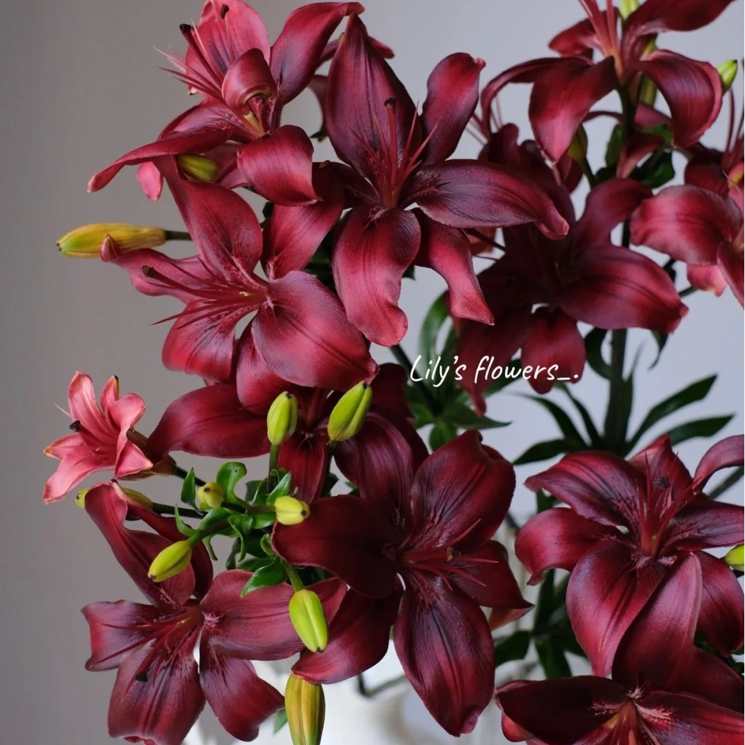 【母亲节鲜花婵之语】 黑色魅力亚百合鲜切花