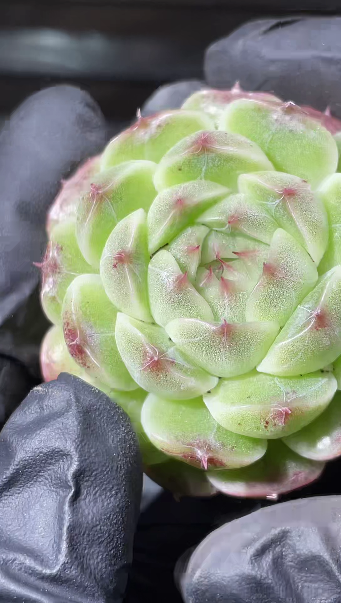 25-63红翡4-5厘米量拍发一颗