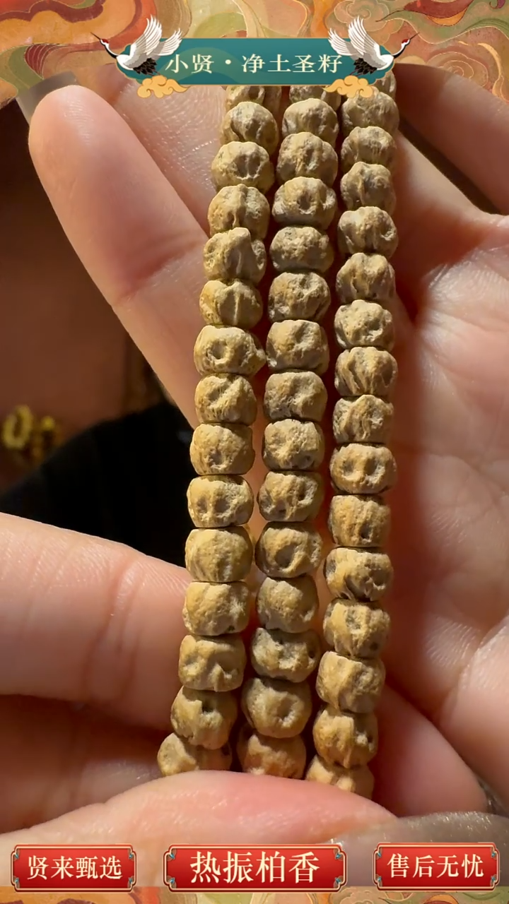 手串柏香籽/百香籽热振百香籽【奶鬼】直切百香籽长串
