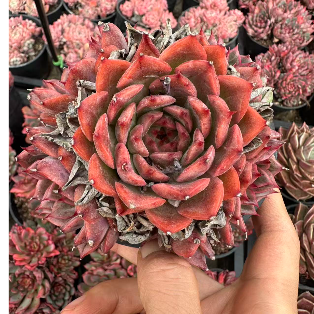 10#恋人心群多肉植物  前男友精品多肉SM0888