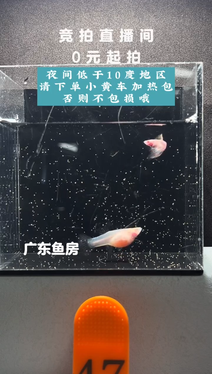 孔雀鱼粉红琉璃白子一对编号47
