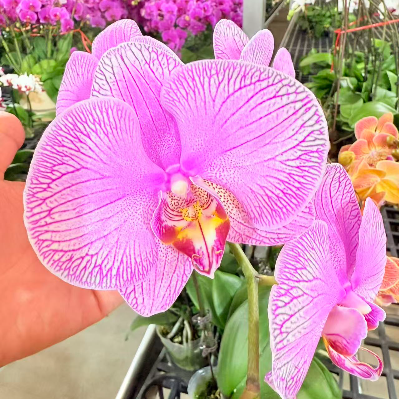 蝴蝶兰--【富贵佳人】任意两颗包邮，只拍一颗发苗！！