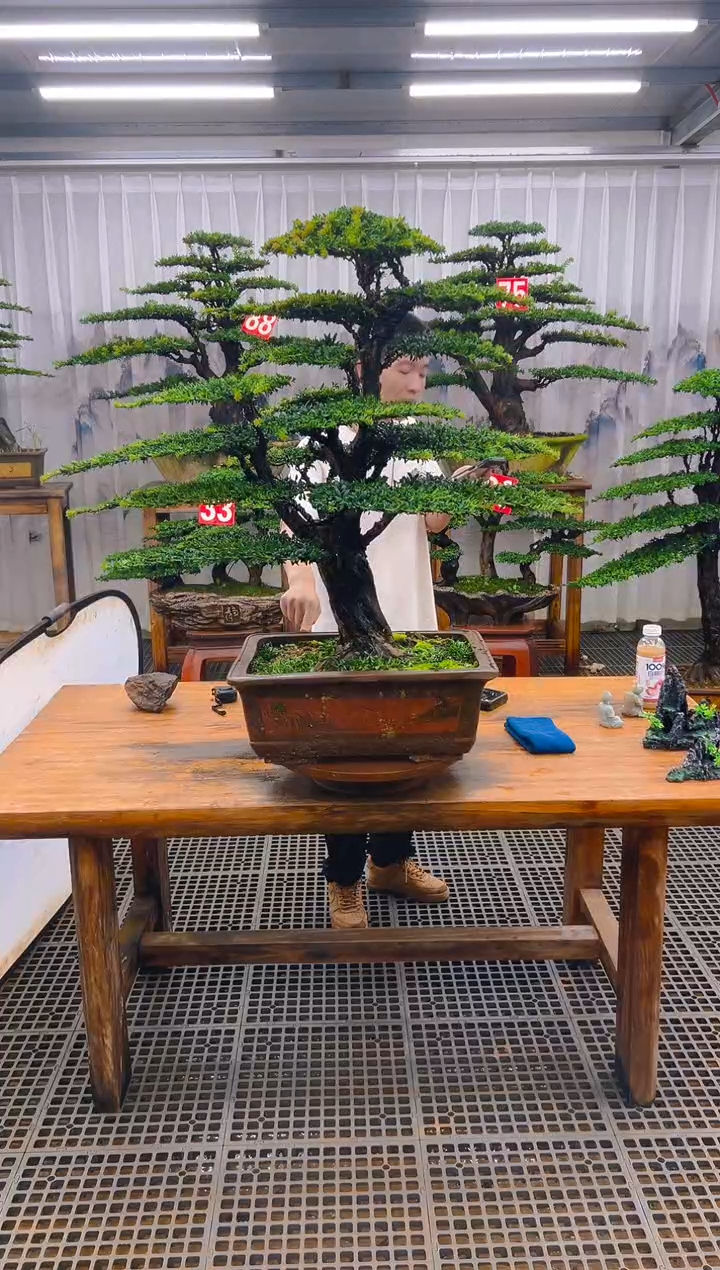 无花朵宋*强精品盆景直播间一物一拍