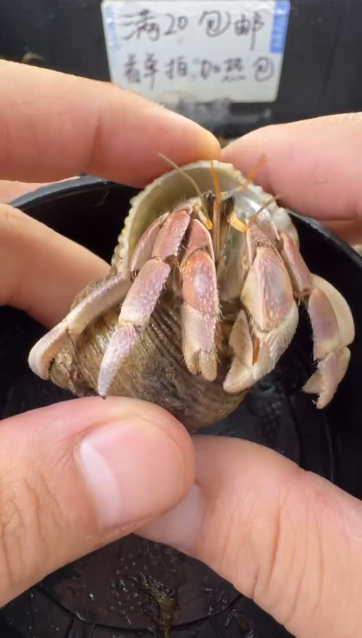 2.3口彩灰一只，不包全品