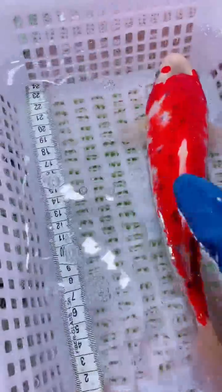 锦鲤血统锦鲤全场包邮61