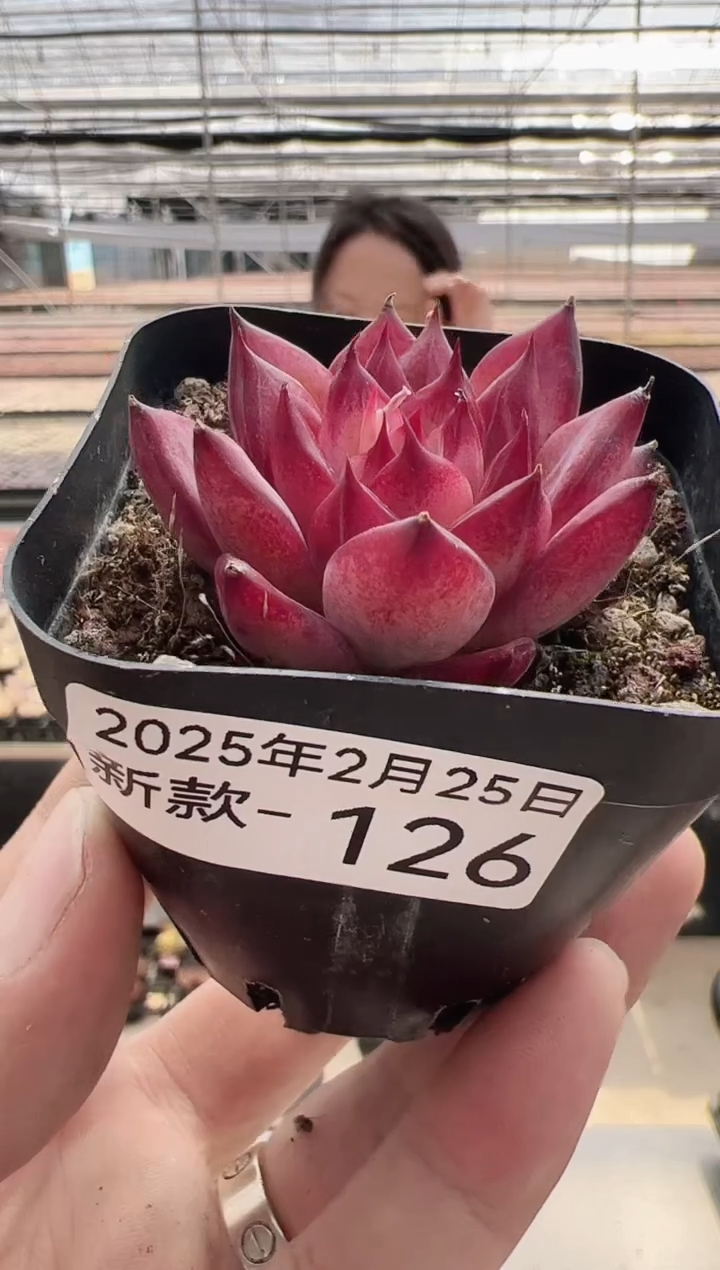 【闪购商品】新款多肉-126