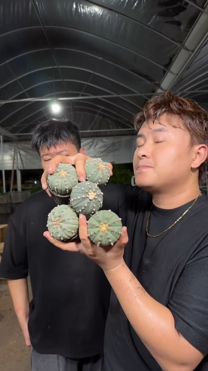5颗 实生根 星兜 4-6cm