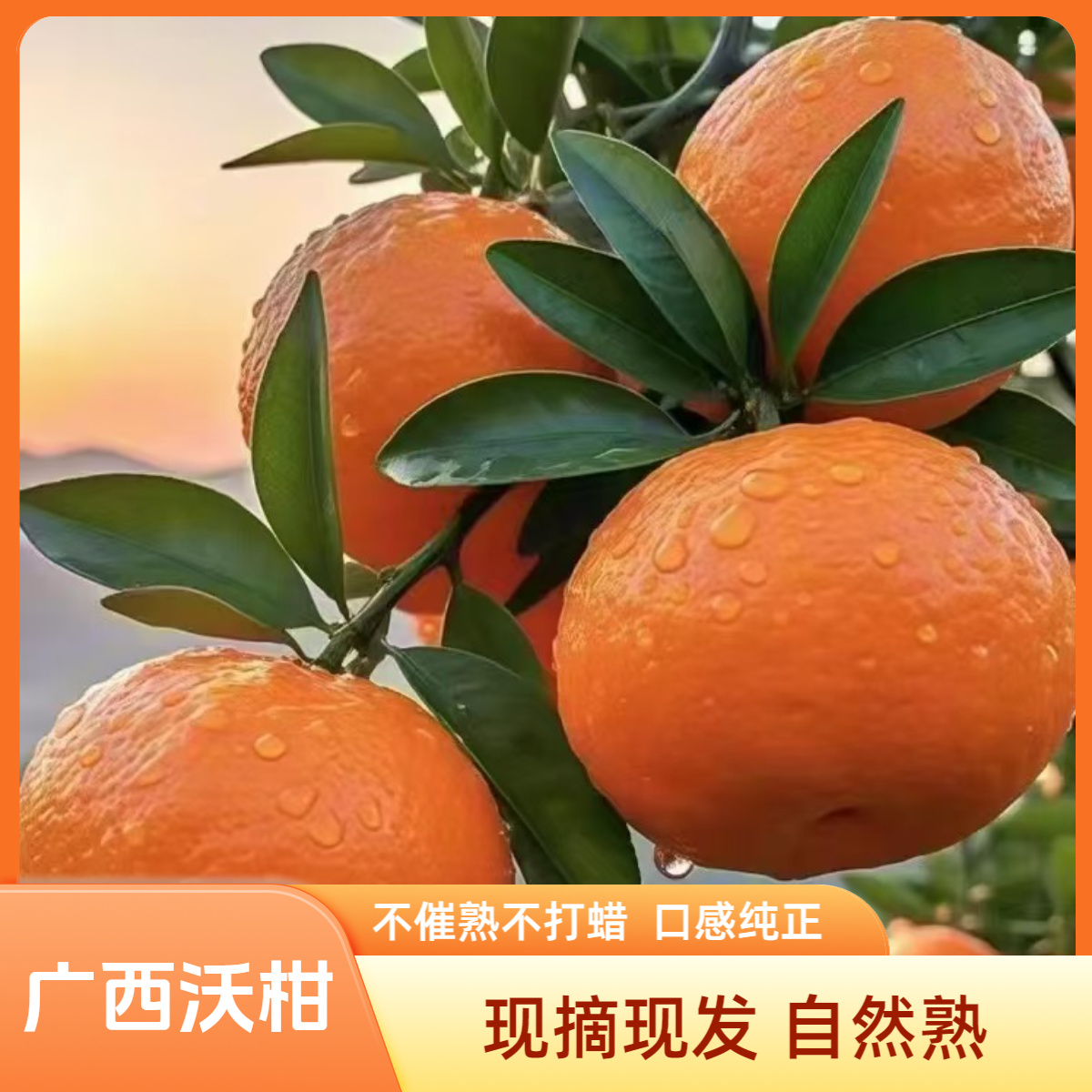 【云兮农品】广西新鲜高甜度沃柑 现摘产地直发新鲜水果