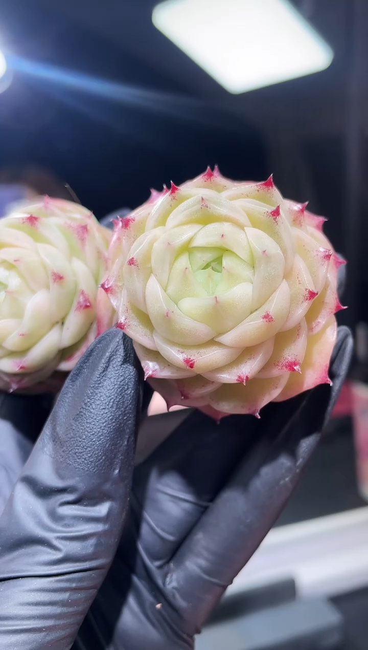 闪购661  冰纯多肉一颗  3.8-4厘米