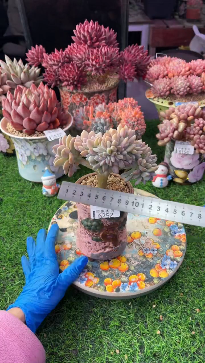 昆明印象多肉6252