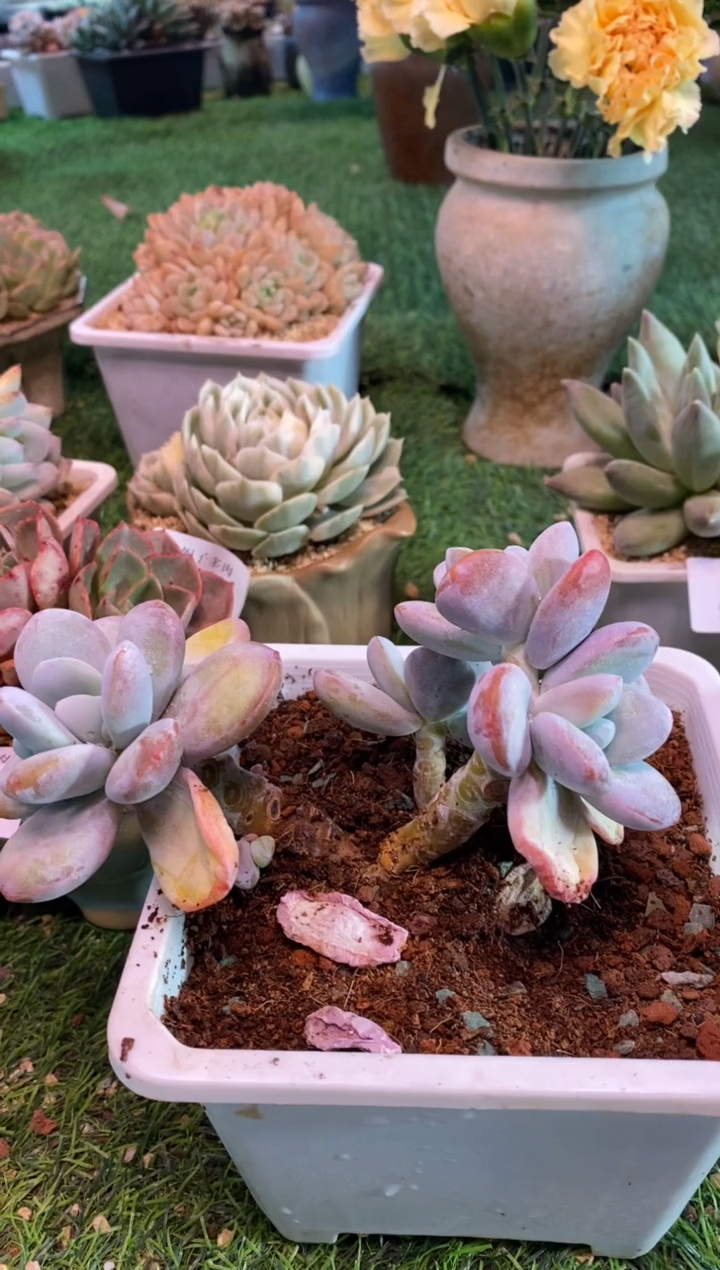 0209aa（满28包邮发货）