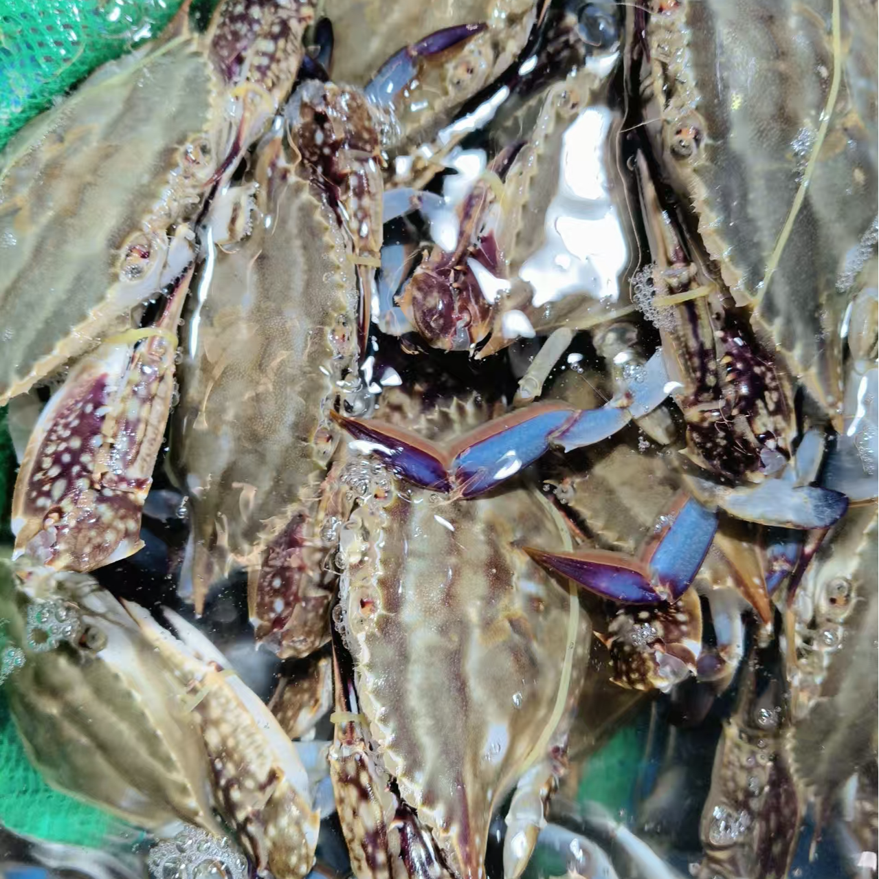 鲜活发货/【保鲜不保活】/舟山/中国/海蟹（梭子蟹）3斤装/3-4两左右/8-10只左右梭子蟹同城