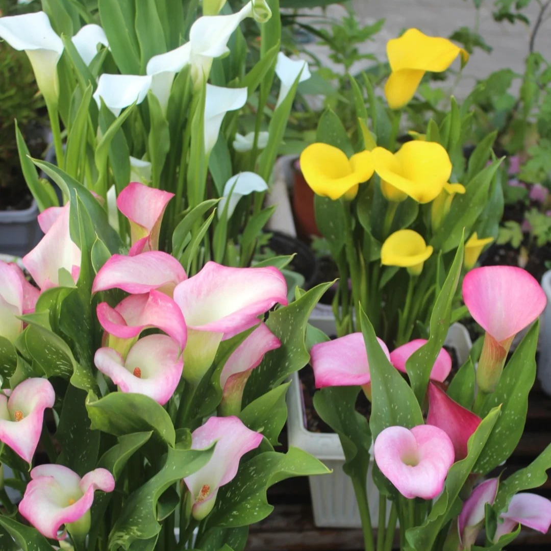 彩色马蹄莲（天喜彩马）四季开花适合阳台盆栽新手易养