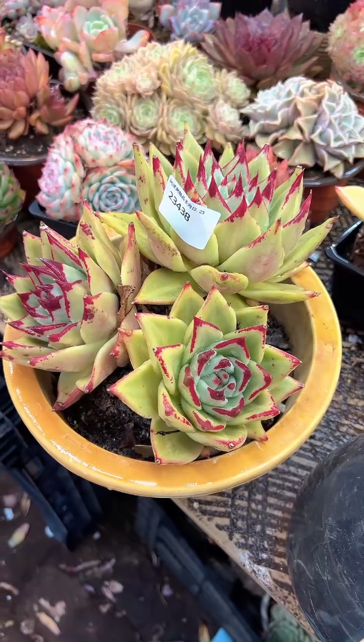 秋*多肉植物一物一拍23438