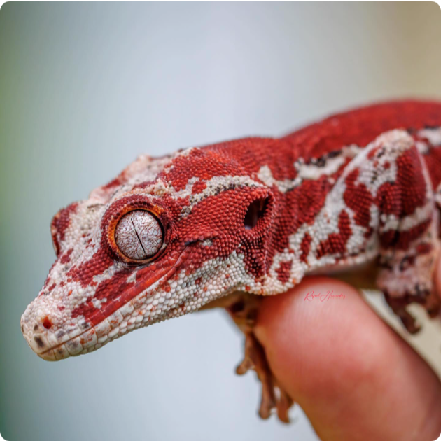 【直播专享】盖勾亚守宫睫角活体新手入门懒人宠物爬宠