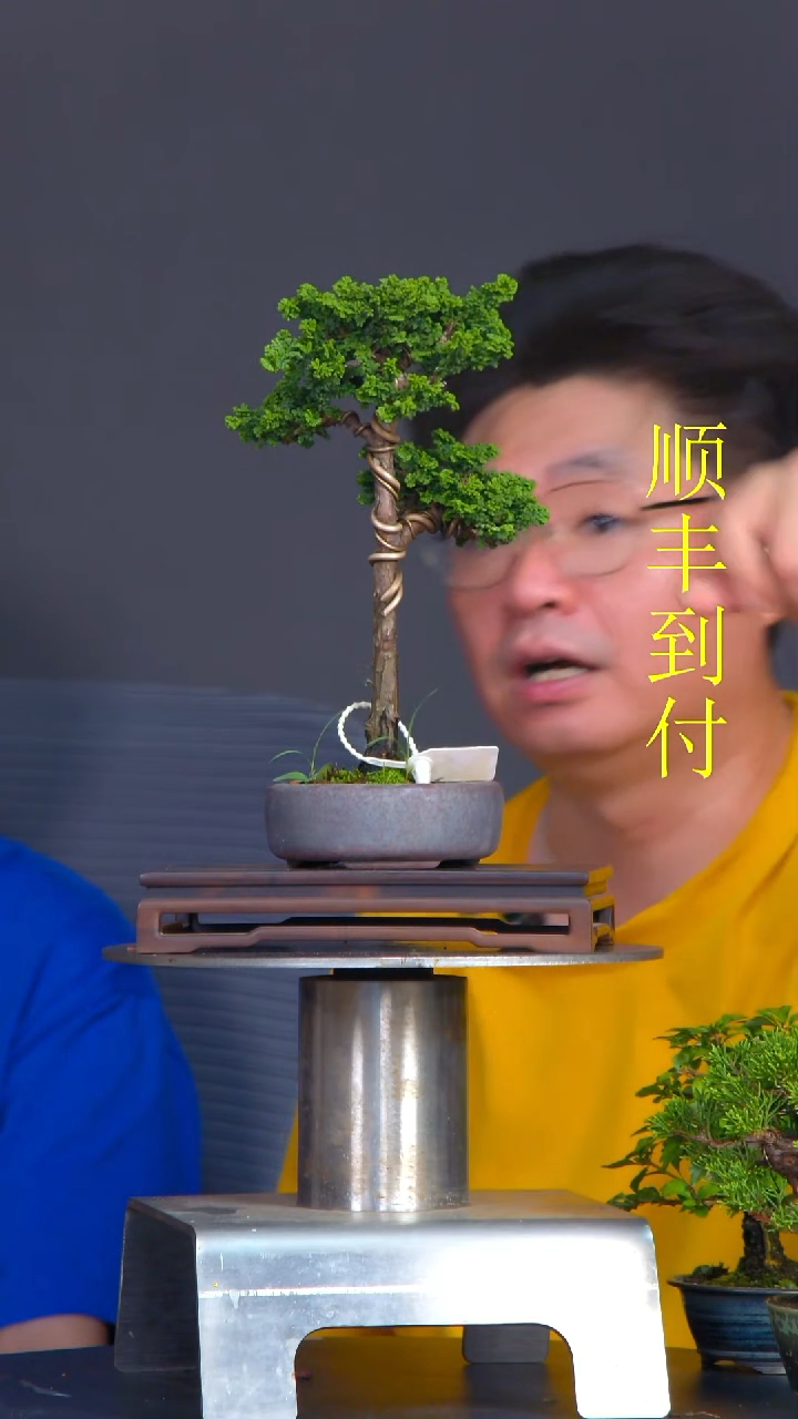 无花朵木*?2707石化桧