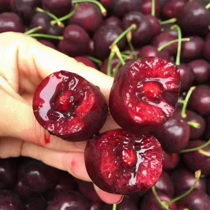 【原装箱5斤】2JD智利车厘子桑提娜，海运，颗颗精选 果径 超大桑提娜樱桃智利共和国