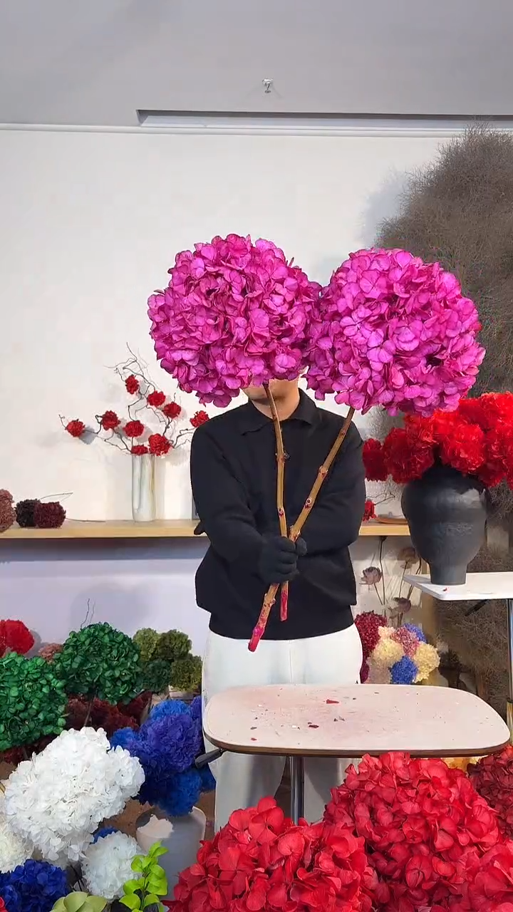 吸色永生大叶绣球 2枝  玫红