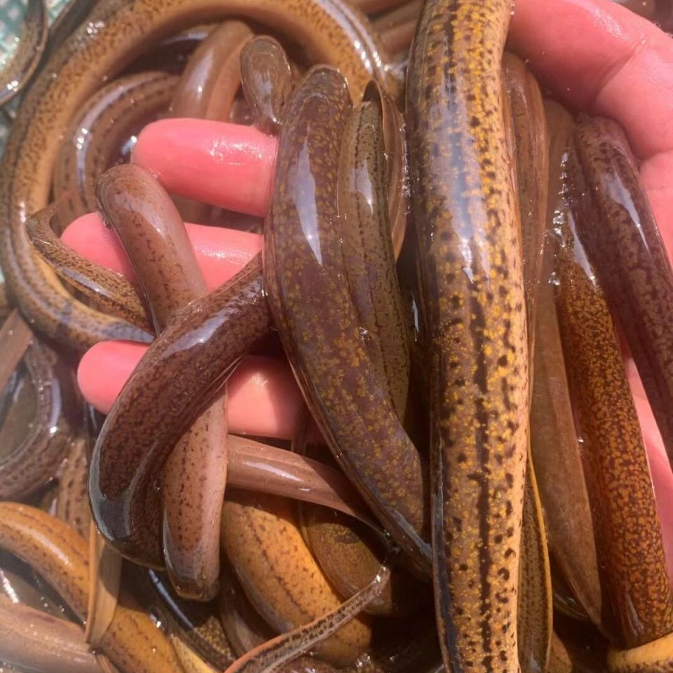 {直播专属}单个4-6两鲜活发货到手净重3斤鲜活整条优质土黄鳝