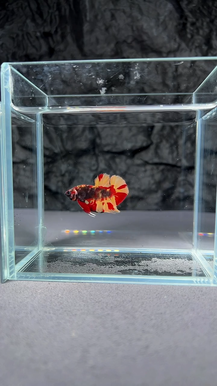 斗鱼竞拍链接A026