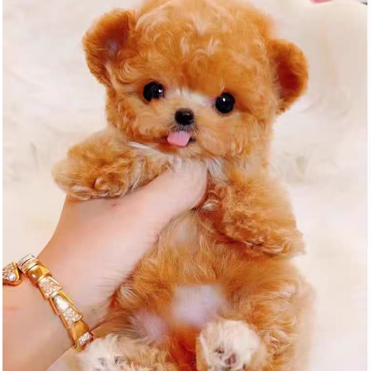 泰迪熊幼犬棕色飞耳泰迪长不大香槟色活物宠物茶杯犬纯种超小体