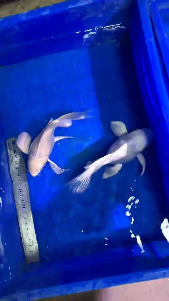 蝴蝶鲤鱼蝴蝶鲤直播选鱼专用链接 凭开箱视频售后