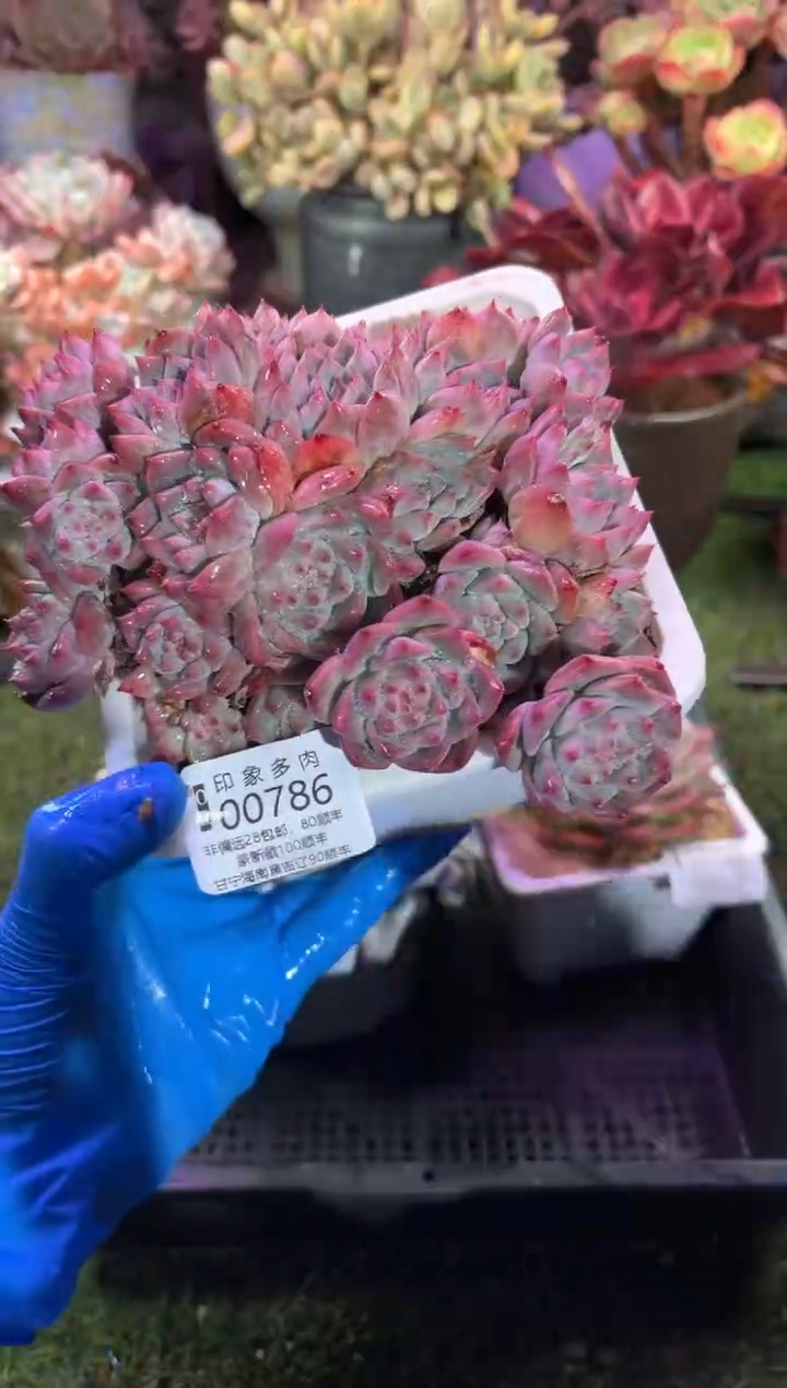 【闪购商品】00786