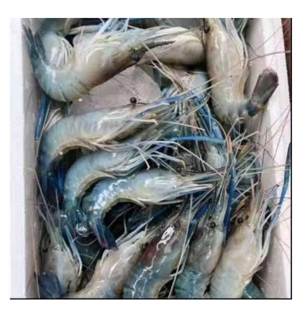 罗氏虾冷冻罗氏虾新鲜速冻淡水虾