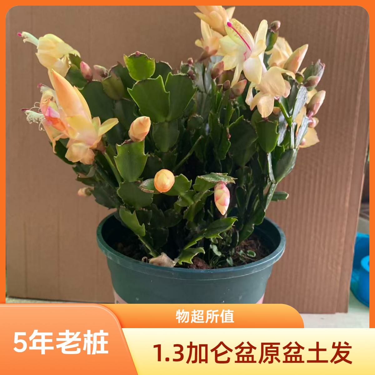 5年老桩黄色进口蟹爪兰原盆原土自生根蟹爪兰嫁接扦插盆栽