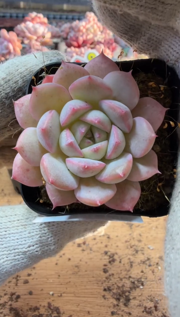 东云多肉园三店-242