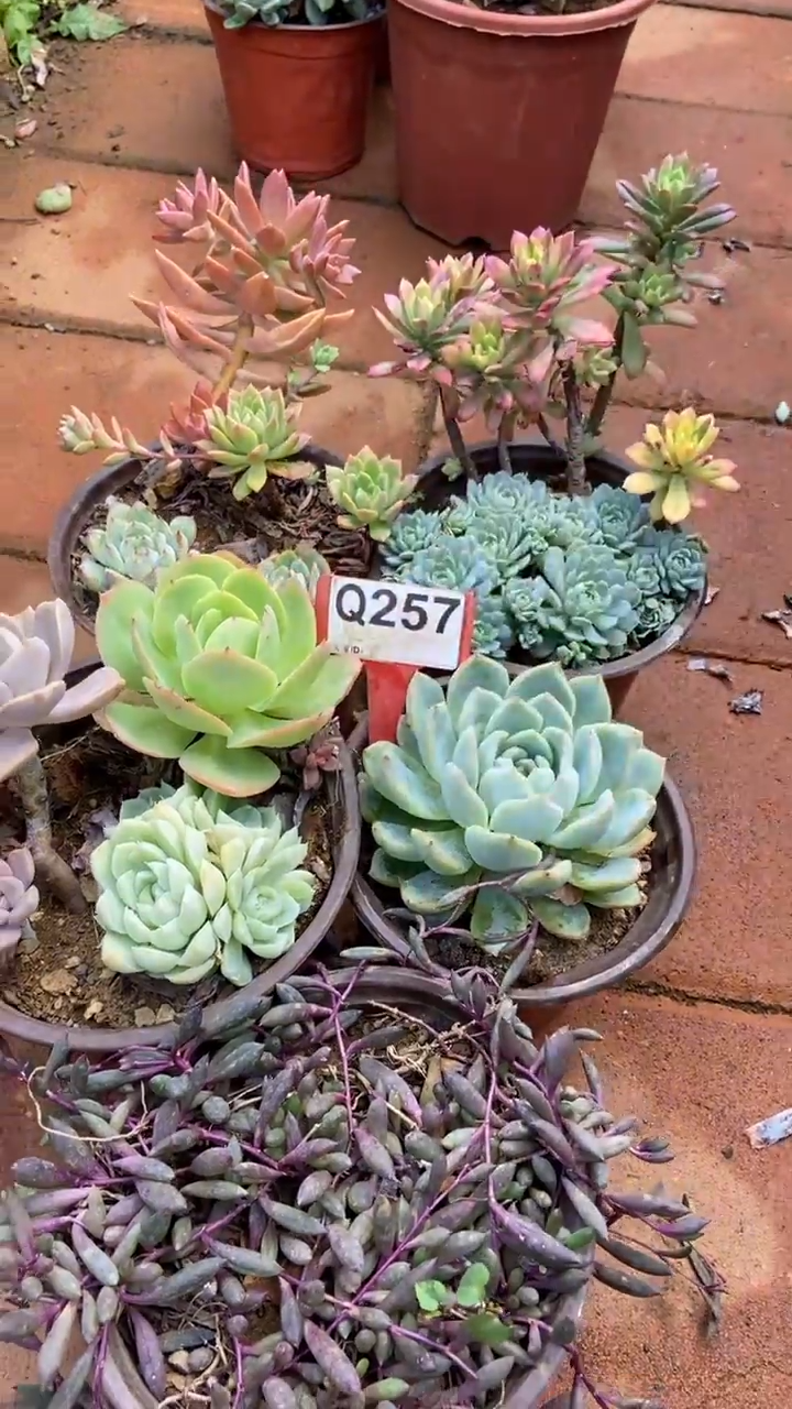 Q257多肉组合默认脱土发货