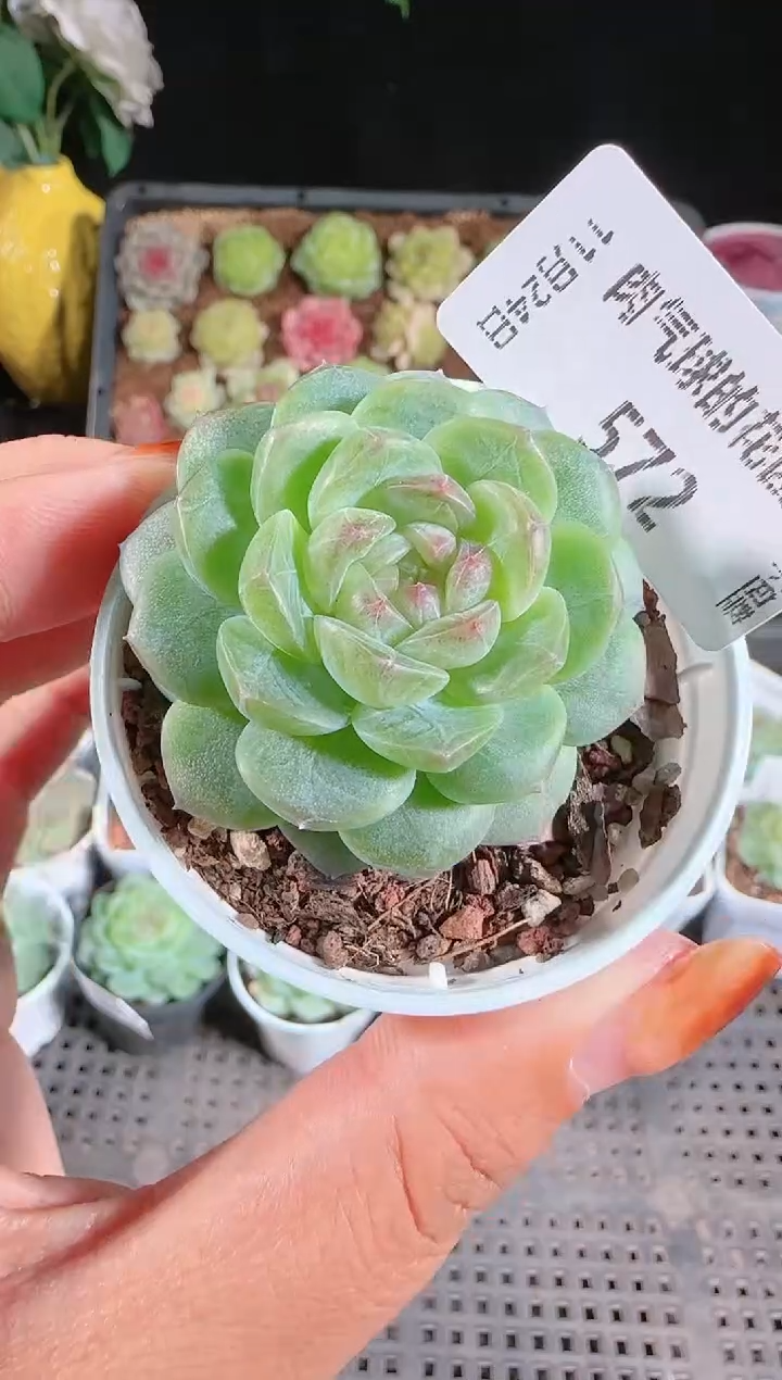 1124-572p3-9群生不包整